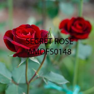 اسانس خوشبو کننده گل رُز ( Secret Rose )